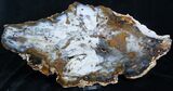 Amazing Hubbard Basin Petrified Wood - x #3939-1